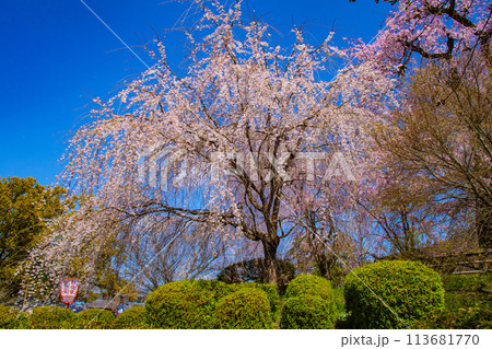 【京都風景】円山公園　優雅さの春 桜花爛漫（枝垂れ・染井吉野） 113681770