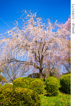 【京都風景】円山公園 優雅さの春 桜花爛漫(枝垂れ・染井吉野) 【京都風景】円山公園 優雅さの春 桜花爛漫(枝垂れ・染井吉野) 113681771