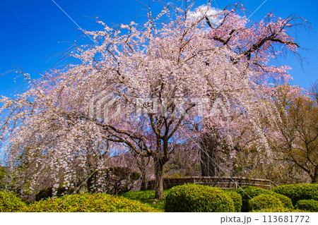 【京都風景】円山公園 優雅さの春 桜花爛漫(枝垂れ・染井吉野) 【京都風景】円山公園 優雅さの春 桜花爛漫(枝垂れ・染井吉野) 113681772