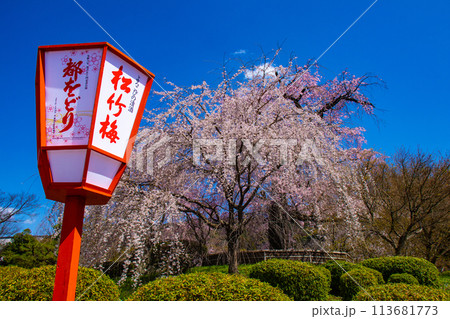 【京都風景】円山公園 優雅さの春 桜花爛漫(枝垂れ・染井吉野) 【京都風景】円山公園 優雅さの春 桜花爛漫(枝垂れ・染井吉野) 113681773