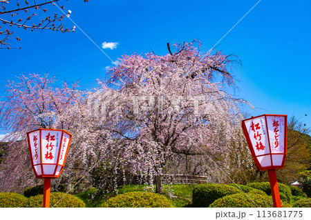 【京都風景】円山公園　優雅さの春 桜花爛漫（枝垂れ・染井吉野） 113681775