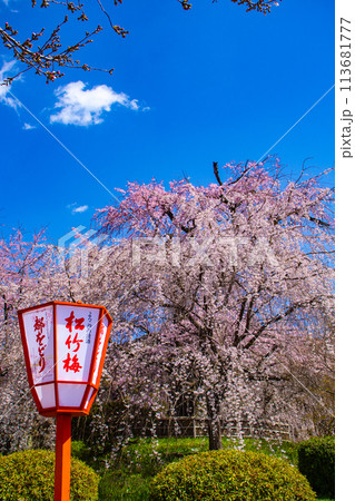 【京都風景】円山公園　優雅さの春 桜花爛漫（枝垂れ・染井吉野） 113681777