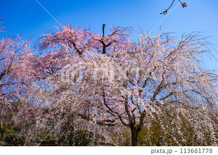 【京都風景】円山公園　優雅さの春 桜花爛漫（枝垂れ・染井吉野） 113681778