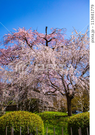 【京都風景】円山公園　優雅さの春 桜花爛漫（枝垂れ・染井吉野） 113681779