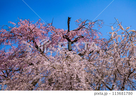 【京都風景】円山公園 優雅さの春 桜花爛漫(枝垂れ・染井吉野) 【京都風景】円山公園 優雅さの春 桜花爛漫(枝垂れ・染井吉野) 113681780