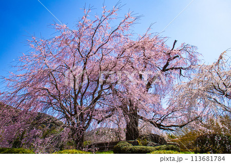 【京都風景】円山公園　優雅さの春 桜花爛漫（枝垂れ・染井吉野） 113681784