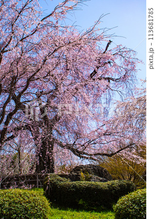 【京都風景】円山公園　優雅さの春 桜花爛漫（枝垂れ・染井吉野） 113681785