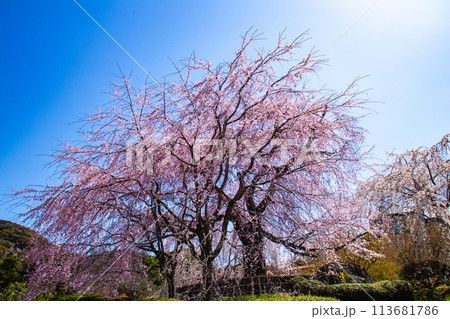 【京都風景】円山公園　優雅さの春 桜花爛漫（枝垂れ・染井吉野） 113681786