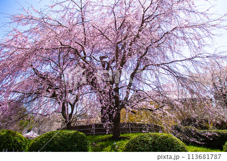 【京都風景】円山公園 優雅さの春 桜花爛漫(枝垂れ・染井吉野) 【京都風景】円山公園 優雅さの春 桜花爛漫(枝垂れ・染井吉野) 113681787