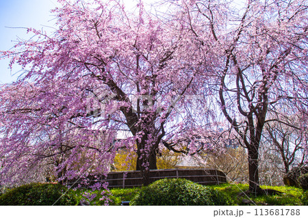 【京都風景】円山公園 優雅さの春 桜花爛漫(枝垂れ・染井吉野) 【京都風景】円山公園 優雅さの春 桜花爛漫(枝垂れ・染井吉野) 113681788