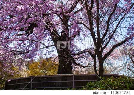 【京都風景】円山公園　優雅さの春 桜花爛漫（枝垂れ・染井吉野） 113681789