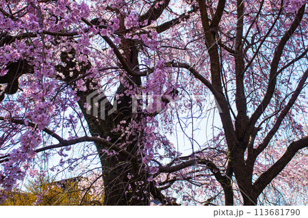 【京都風景】円山公園 優雅さの春 桜花爛漫(枝垂れ・染井吉野) 【京都風景】円山公園 優雅さの春 桜花爛漫(枝垂れ・染井吉野) 113681790
