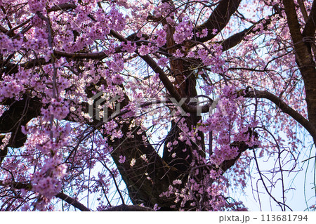 【京都風景】円山公園 優雅さの春 桜花爛漫(枝垂れ・染井吉野) 【京都風景】円山公園 優雅さの春 桜花爛漫(枝垂れ・染井吉野) 113681794
