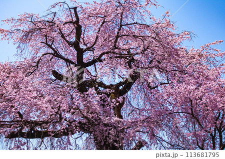 【京都風景】円山公園 優雅さの春 桜花爛漫(枝垂れ・染井吉野) 【京都風景】円山公園 優雅さの春 桜花爛漫(枝垂れ・染井吉野) 113681795