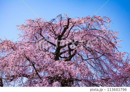 【京都風景】円山公園 優雅さの春 桜花爛漫(枝垂れ・染井吉野) 【京都風景】円山公園 優雅さの春 桜花爛漫(枝垂れ・染井吉野) 113681796