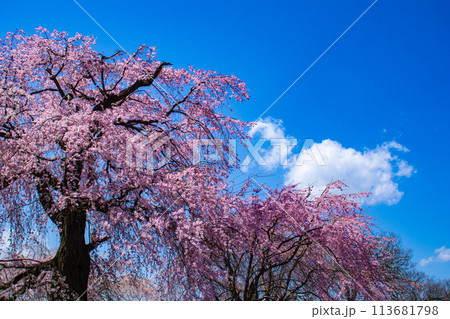 【京都風景】円山公園 優雅さの春 桜花爛漫(枝垂れ・染井吉野) 【京都風景】円山公園 優雅さの春 桜花爛漫(枝垂れ・染井吉野) 113681798