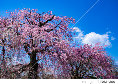 【京都風景】円山公園　優雅さの春 桜花爛漫（枝垂れ・染井吉野） 113681800