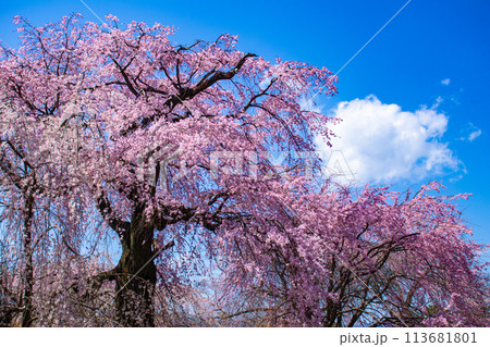 【京都風景】円山公園 優雅さの春 桜花爛漫(枝垂れ・染井吉野) 【京都風景】円山公園 優雅さの春 桜花爛漫(枝垂れ・染井吉野) 113681801