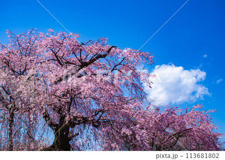 【京都風景】円山公園　優雅さの春 桜花爛漫（枝垂れ・染井吉野） 113681802