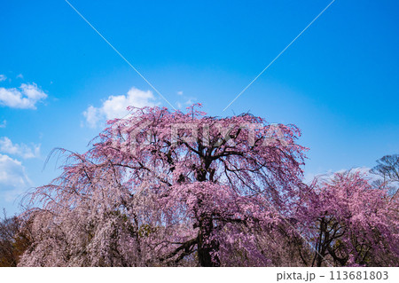 【京都風景】円山公園　優雅さの春 桜花爛漫（枝垂れ・染井吉野） 113681803