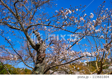 【京都風景】円山公園 優雅さの春 桜花爛漫(枝垂れ・染井吉野) 【京都風景】円山公園 優雅さの春 桜花爛漫(枝垂れ・染井吉野) 113681804
