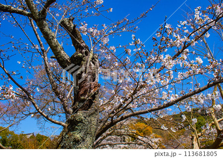 【京都風景】円山公園 優雅さの春 桜花爛漫(枝垂れ・染井吉野) 【京都風景】円山公園 優雅さの春 桜花爛漫(枝垂れ・染井吉野) 113681805