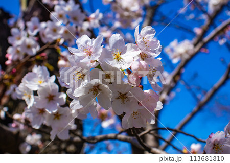 【京都風景】円山公園　優雅さの春 桜花爛漫（枝垂れ・染井吉野） 113681810