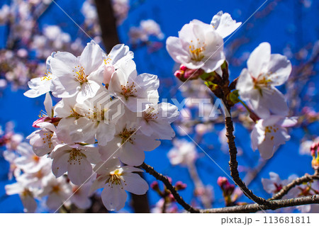 【京都風景】円山公園 優雅さの春 桜花爛漫(枝垂れ・染井吉野) 【京都風景】円山公園 優雅さの春 桜花爛漫(枝垂れ・染井吉野) 113681811