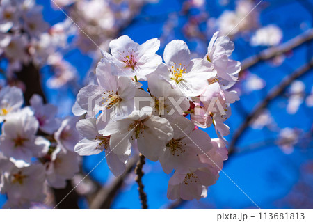 【京都風景】円山公園 優雅さの春 桜花爛漫(枝垂れ・染井吉野) 【京都風景】円山公園 優雅さの春 桜花爛漫(枝垂れ・染井吉野) 113681813