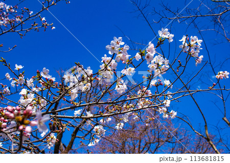 【京都風景】円山公園　優雅さの春 桜花爛漫（枝垂れ・染井吉野） 113681815