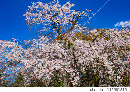 【京都風景】円山公園 優雅さの春 桜花爛漫(枝垂れ・染井吉野) 【京都風景】円山公園 優雅さの春 桜花爛漫(枝垂れ・染井吉野) 113681816