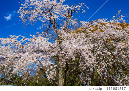 【京都風景】円山公園　優雅さの春 桜花爛漫（枝垂れ・染井吉野） 113681817