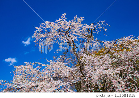 【京都風景】円山公園　優雅さの春 桜花爛漫（枝垂れ・染井吉野） 113681819