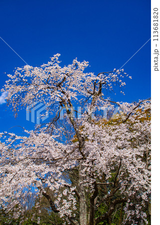 【京都風景】円山公園　優雅さの春 桜花爛漫（枝垂れ・染井吉野） 113681820