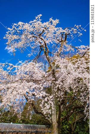 【京都風景】円山公園 優雅さの春 桜花爛漫(枝垂れ・染井吉野) 【京都風景】円山公園 優雅さの春 桜花爛漫(枝垂れ・染井吉野) 113681821