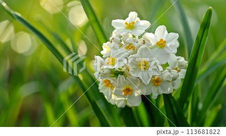 Bright white and yellow daffodils bloom amidst lush greenery, their delicate petals basking in the gentle glow of spring's warm sunlight Bright white and yellow daffodils bloom amidst lush greenery, their delicate petals basking in the gentle glow of spring's warm sunlight 113681822