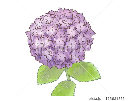 水彩風・紫陽花のイラスト 113681853