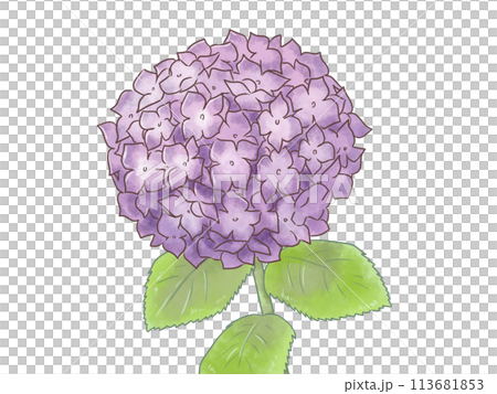 水彩風・紫陽花のイラスト 113681853