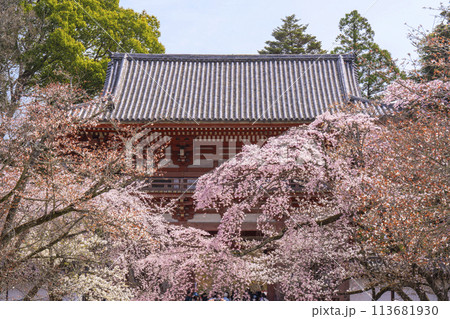 春の京都　醍醐寺　桜と西大門（仁王門） 113681930