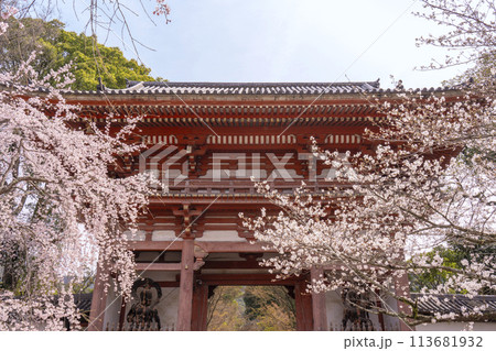 春の京都　醍醐寺　桜と西大門（仁王門） 113681932