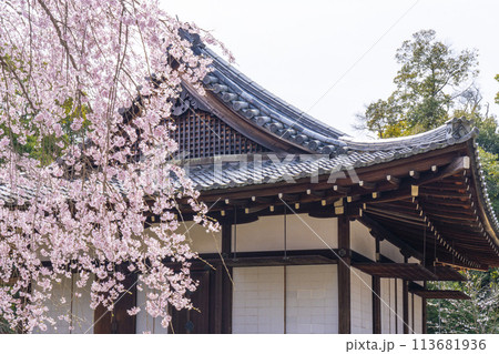 春の京都 醍醐寺 桜と清瀧宮拝殿 春の京都 醍醐寺 桜と清瀧宮拝殿 113681936