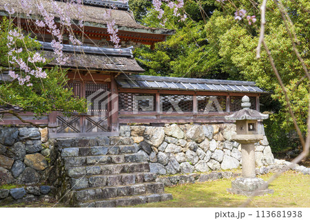 春の京都 醍醐寺 桜と清瀧宮本殿 春の京都 醍醐寺 桜と清瀧宮本殿 113681938
