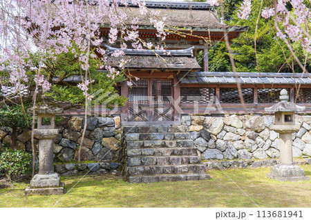 春の京都 醍醐寺 桜と清瀧宮本殿 春の京都 醍醐寺 桜と清瀧宮本殿 113681941