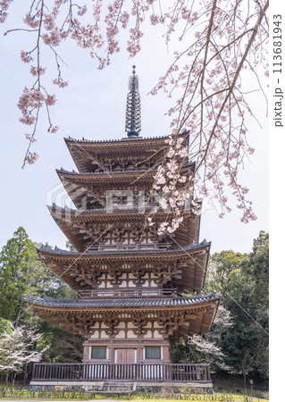 春の京都　醍醐寺　枝垂れ桜と五重塔 113681943