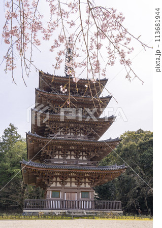 春の京都　醍醐寺　枝垂れ桜と五重塔 113681944
