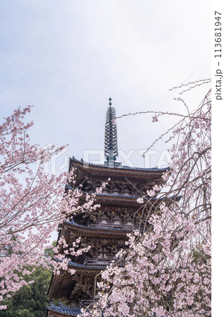 春の京都　醍醐寺　枝垂れ桜と五重塔 113681947