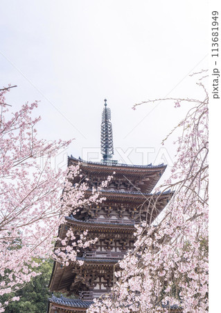 春の京都　醍醐寺　枝垂れ桜と五重塔 113681949