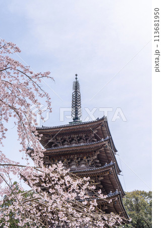 春の京都　醍醐寺　枝垂れ桜と五重塔 113681950