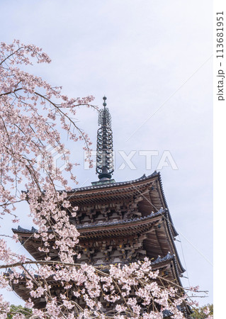 春の京都 醍醐寺 枝垂れ桜と五重塔 春の京都 醍醐寺 枝垂れ桜と五重塔 113681951