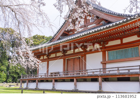 春の京都 醍醐寺 桜と金堂 春の京都 醍醐寺 桜と金堂 113681952